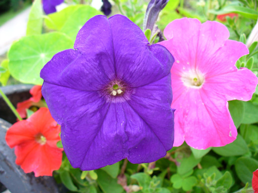 433501 (a): :2560x1920